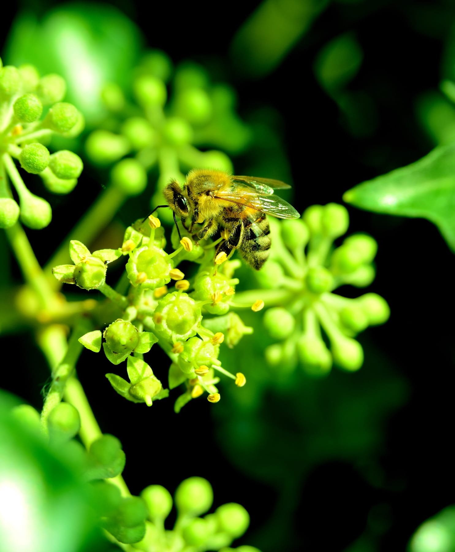 Macro abeille sur fleurs vertes