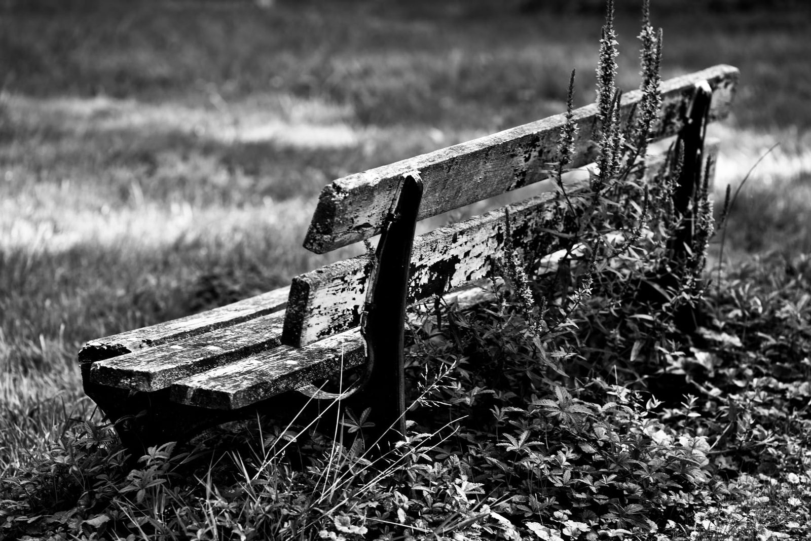 Vieux banc en bois dans les hautes herbes