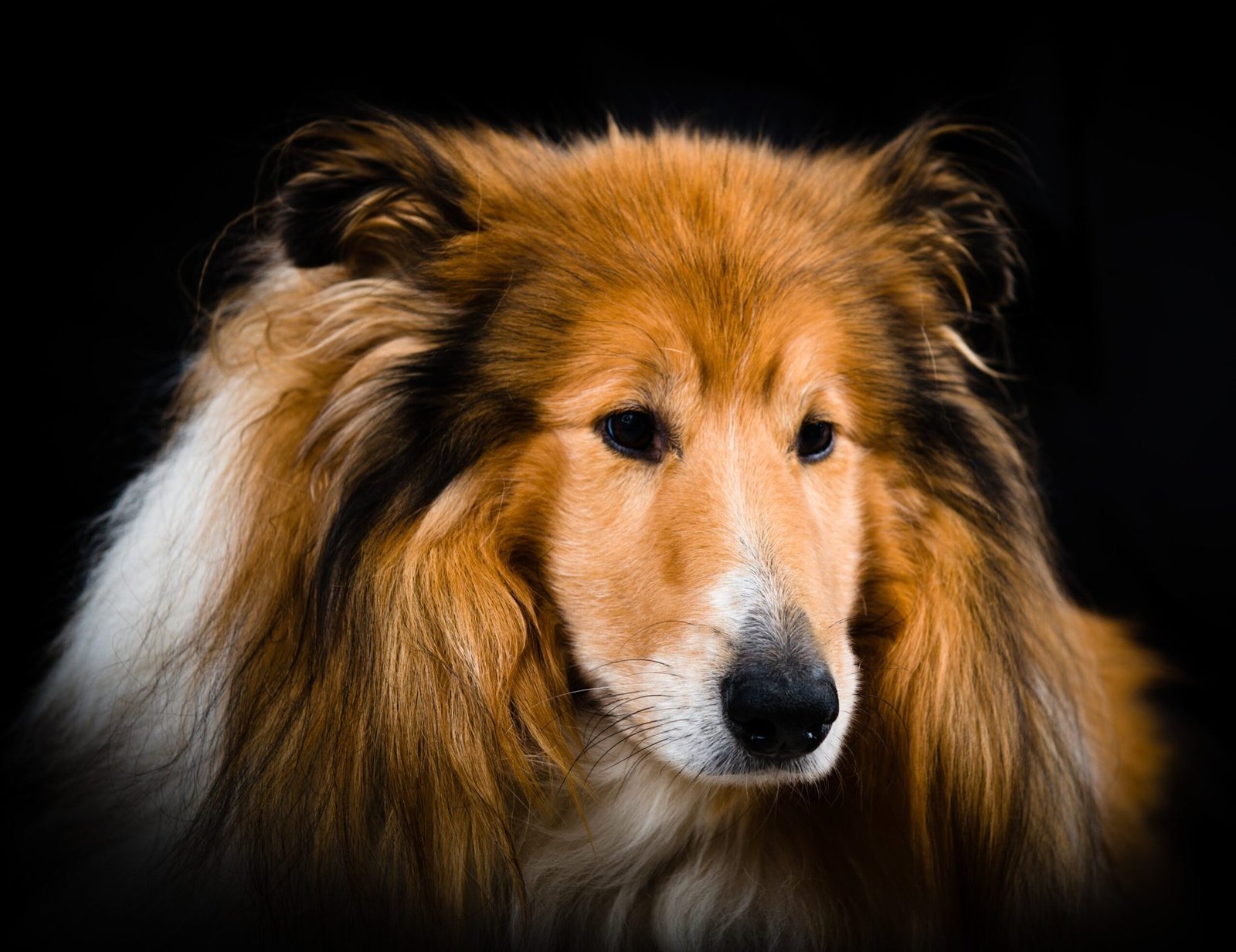 Portrait animalier