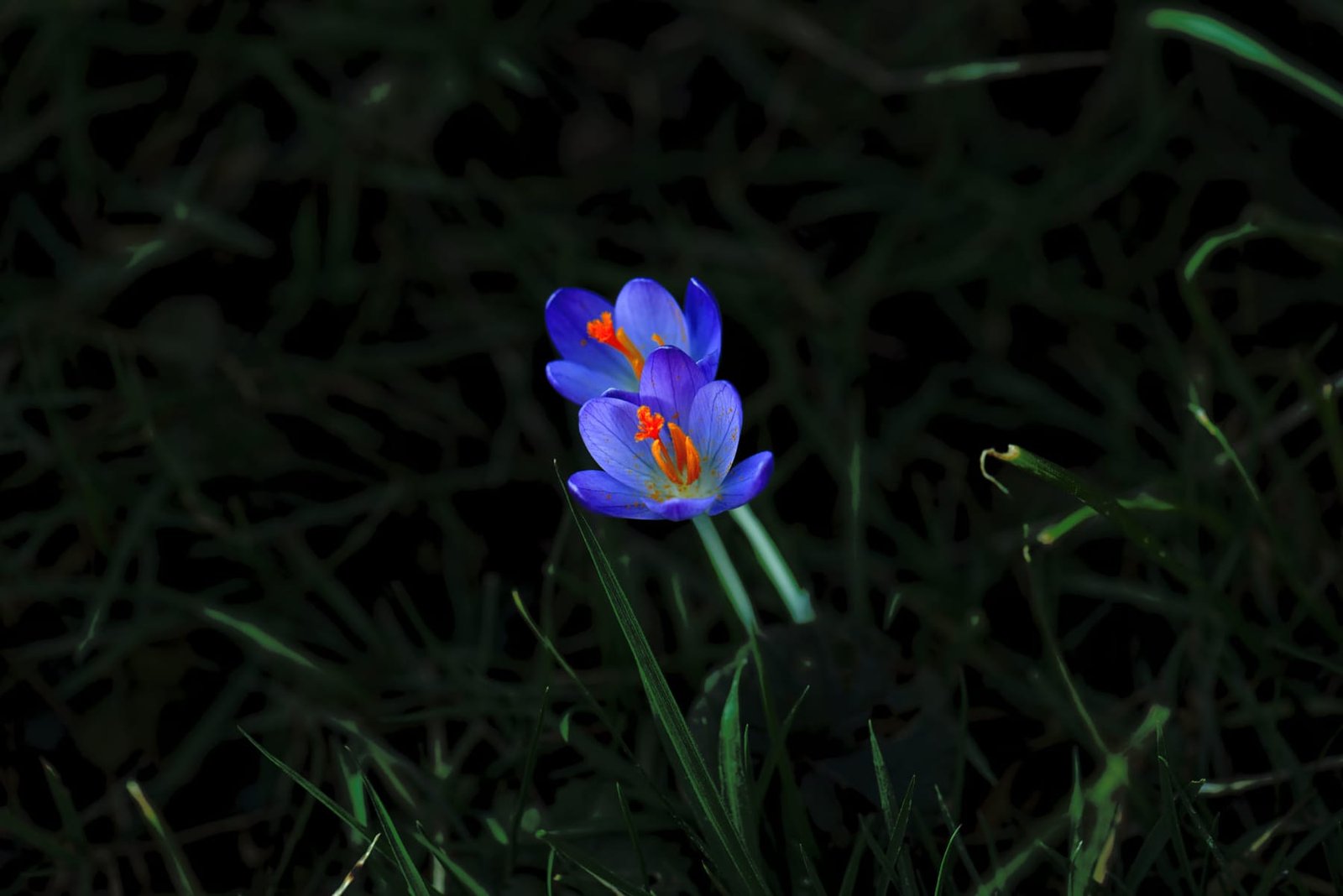 Crocus violet et orange dans l'herbe