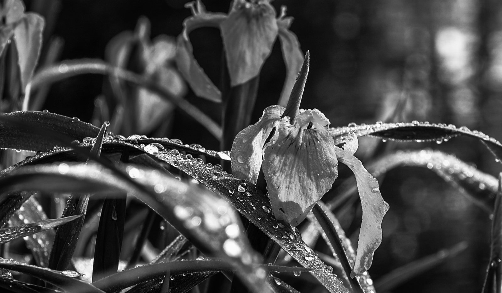 Macro nature