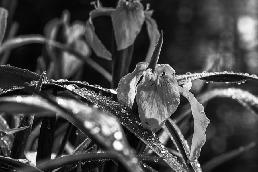 Fleur ombragée