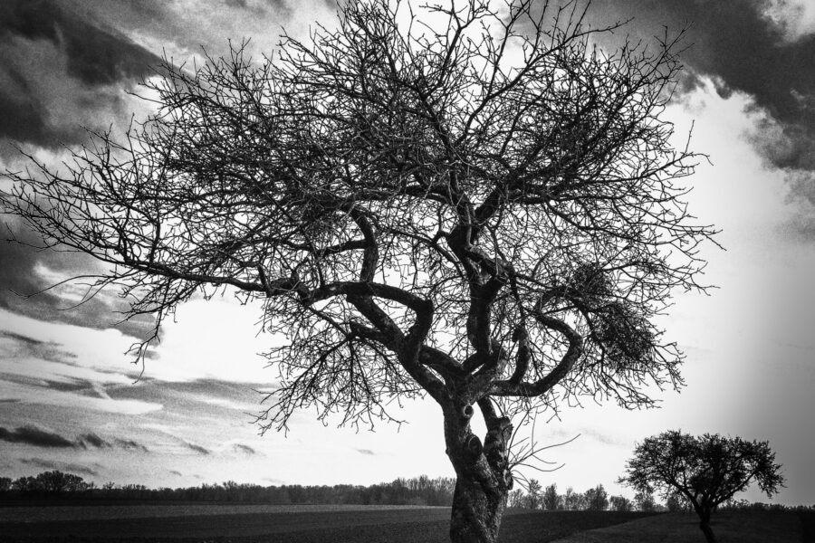 Arbre noir et blanc